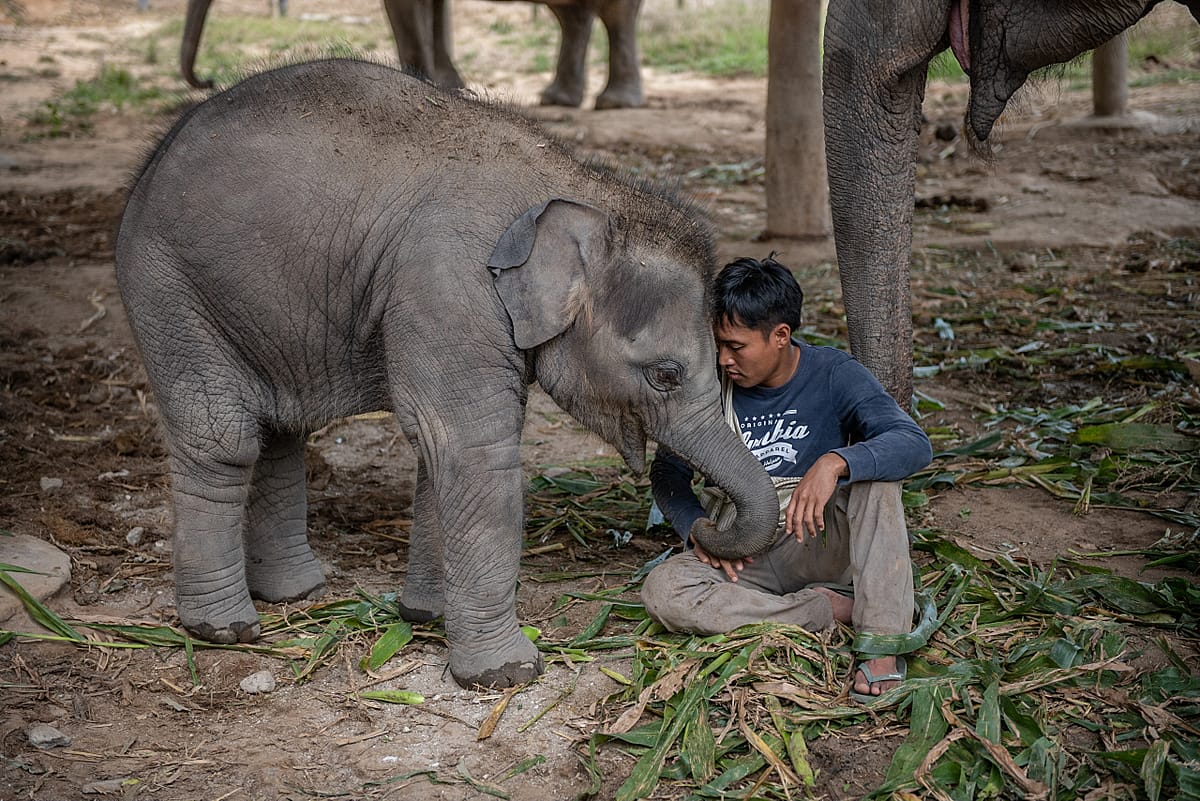 Teerapong Sakdamrongsri (Non Chai), the founder and owner of Elephant Freedom Village, plays with two-year-old Sierra. Thailand, 2021. Adam Oswell / We Animals Media
