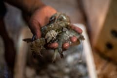 A vendor holds up a handful of dead prawns. India, 2021. S. Chakrabarti / We Animals Media