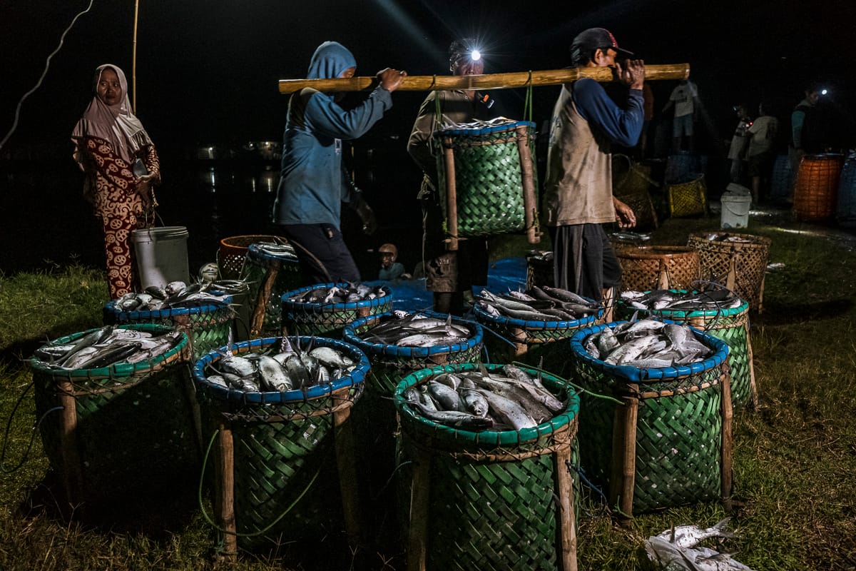 During a nighttime harvest on a fish farm in Indonesia, workers carry a basket full of dead milkfish to be loaded on trucks and sent to market. Several more baskets full of fish wait in the foreground to be moved. Indonesia, 2021. Lilly Agustina / Act for Farmed Animals / We Animals Media