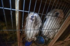 Dogs in a puppy mill. Canada, 2015.