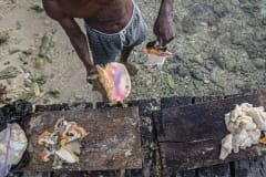 Conch being harvested on a beach for tourists. Belize, 2009.
