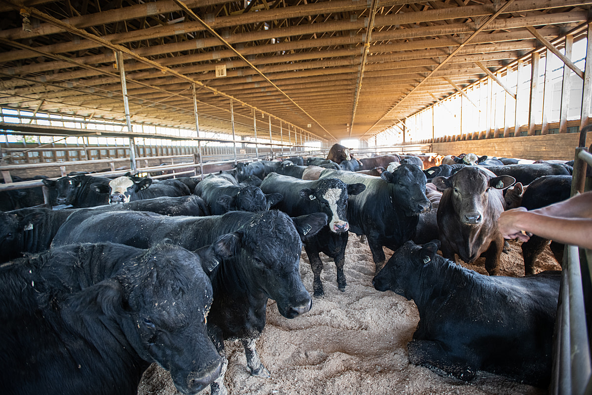 New Assignment Inside Canada's Cattle Feedlots