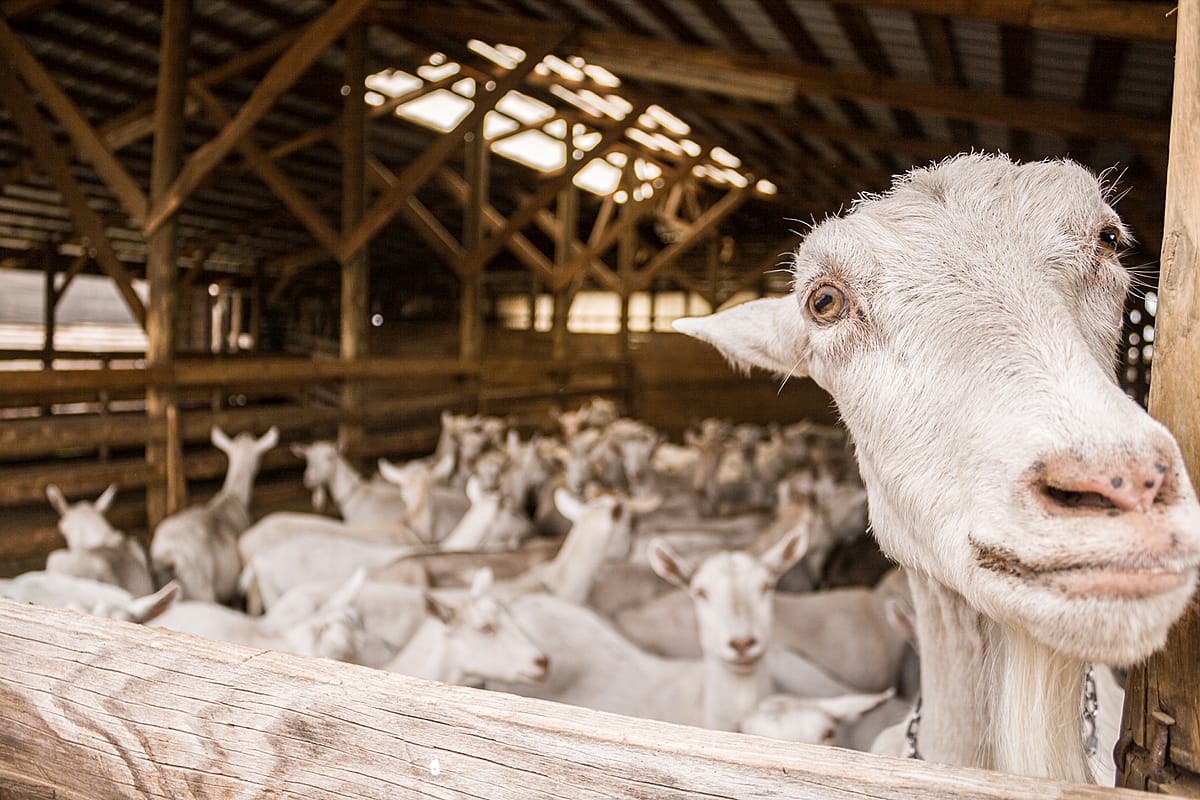 A curious goat approaches the photographer at a dairy farm in Chile. Goats are naturally curious and enjoy new smells. Chile, 2011. Gabriela Penela / We Animals Media