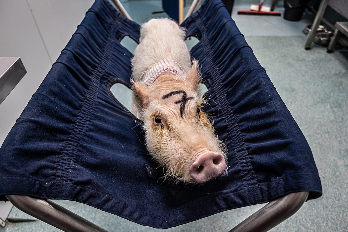 Unlucky 7. An immobilized pig awaits the administration of an infusion in a jugular catheter. Spain, 2019. Carlota Saorsa / HIDDEN / We Animals Media.