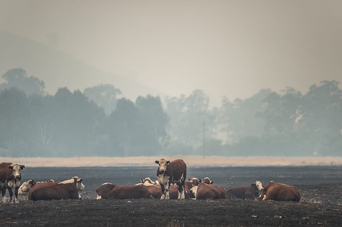 Cattle grazing in a dry and fire-scorched landscape near Corryong. Australia, 2020. Jo-Anne McArthur / We Animals Media.
