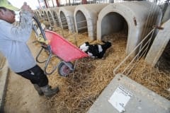 A newborn calf is dumped from a wheelbarrow into a veal crate. Spain, 2010.