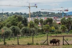 Plains Buffalo with cranes and construction at a zoo in France.