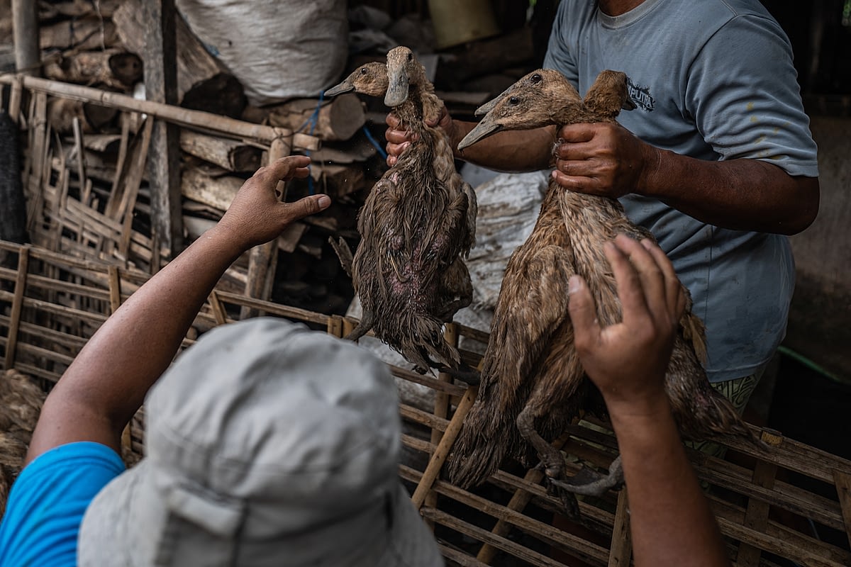 Ducks are grasped by their necks by workers and taken from the holding pens to the kill floor of a small slaughterhouse. Indonesia, 2021. Haig / Act for Farmed Animals / We Animals Media