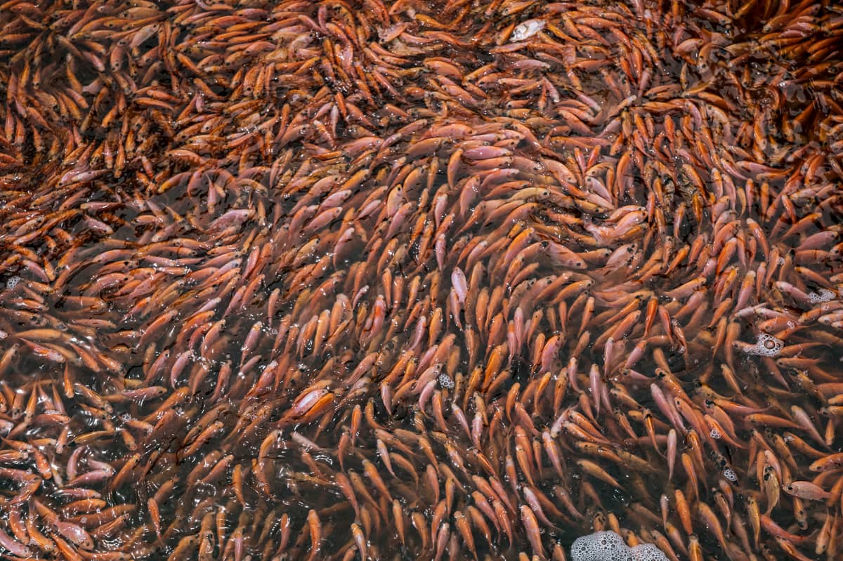 An overhead view of thousands of juvenile tilapia inside a mobile floating cage, waiting to be transferred to an Indonesian fish farm nearby. Indonesia, 2021. Lilly Agustina / Act for Farmed Animals / We Animals Media