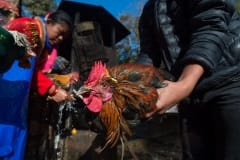 Animals being washed before sacrifice at Dakshinkali temple. Nepal, 2017.