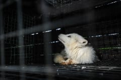 A white fox at a fur farm. Europe, 2012.
