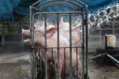Pigs being washed before slaughter at a family-run organic farm. Thailand, 2019.