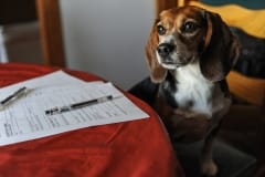 Maggie, a purpose-bred beagle rescued from research, with the adoption papers for a sister from the same lab. Canada, 2012.