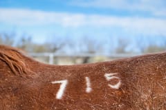 Close up of branding on a horse rescued from the PMU (Pregnant Mare Urine) industry at Equine Voices Rescue and Sanctuary. USA, 2014. Jo-Anne McArthur / NEAVS / We Animals Media
