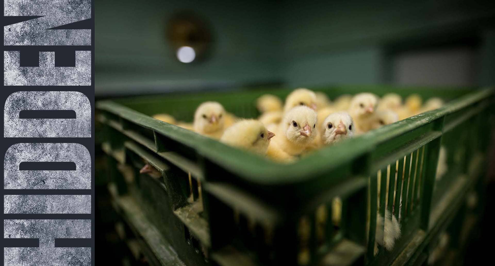 Chicks in Crate | Konrad Lozinski