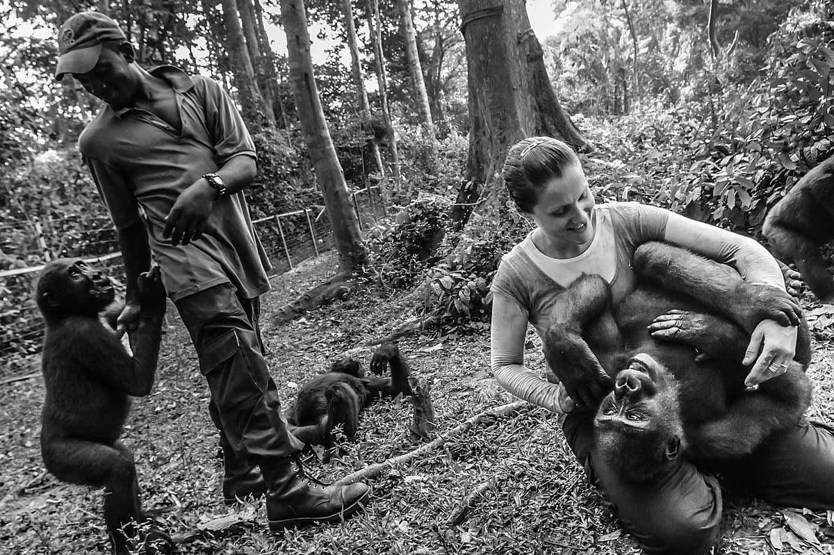 Ape Action Africa's Rachel Hogan with juvenile gorillas she helped rescue and raise. They were orphaned by the bush meat trade. Cameroon, 2009. Jo-Anne McArthur / We Animals Media.