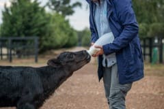 Phoenix, one of two calves rescued from the fires. Only Phoenix survived. Here she is being bottle fed by Edgar's Mission sanctuary founder Pam Ahern.