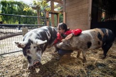 Miyoko Schinner, founder of Miyoko's Creamery, spends time with two resident rescued pigs at her sanctuary, Rancho Compasión.