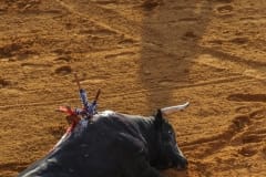 No matter how injured the Matador, there is only ever one outcome for the bull. Spain, 2009.