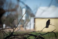 A Red-winged Blackbird in front of an empty duck farm. The ducks have been killed by carbon dioxide gas (CO2) due to the fears of spread of the highly pathogenic H5N1 virus which was found in the ducks in the barn. Wild birds are also dying from the spread of the virus. Canada, 2022. Jo-Anne McArthur / We Animals Media