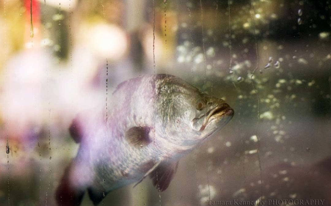 Interview With Fine Art Animal Photographer Tamara Kenneally