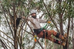 A skinny and dehydrated koala who has been darted with a sedative is captured and lowered from the tree for veterinary care. He will later be released into a surviving forest.