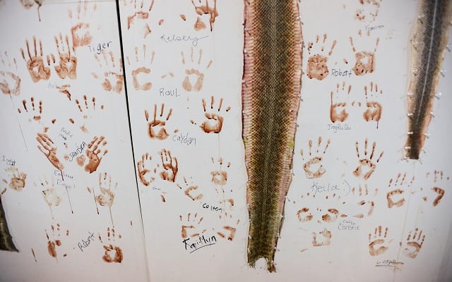 The Wall of Shame. Rattlesnake Roundup, Sweetwater, Texas., USA, 2015. Jo-Anne McArthur / We Animals Media