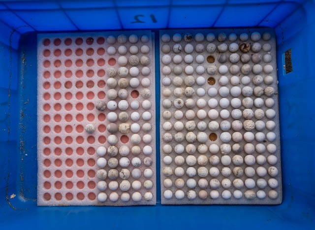 Turtle eggs at a turtle farm. Taiwan, 2019.