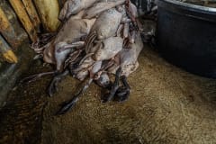 A pile of recently slaughtered and de-feathered ducks at a small slaughterhouse. Indonesia, 2021. Haig / Act for Farmed Animals / We Animals Media