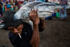 A fisherman carries a shark at a market in Lombok, one of the largest exporters of shark fin to China. Indonesia, 2013. Paul Hilton / Earth Tree Images / HIDDEN / We Animals Media