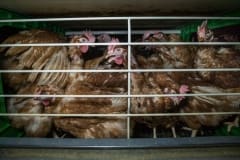Hens packed in to open concept cages in a farm. Spain, 2017.