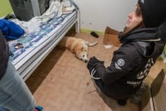 HSI staff rescue a dog with a broken back. Canada, 2014.
