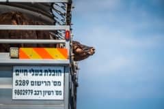 Animals who have been transported from Australia to Israel are then loaded on to trucks for farther destinations. Israel, 2018.