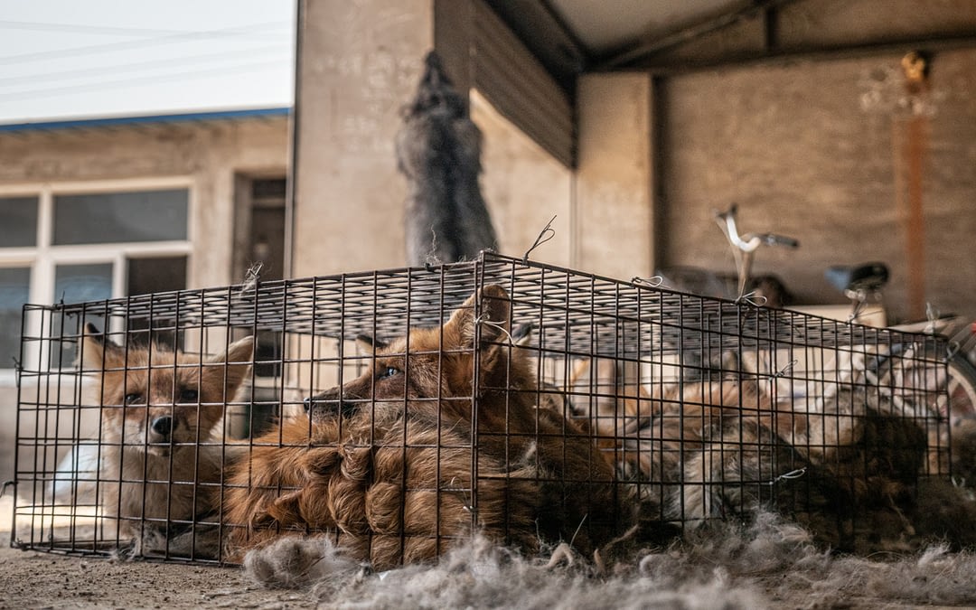 5,000 Foxes: The Transaction of a Mercy Release Rescue