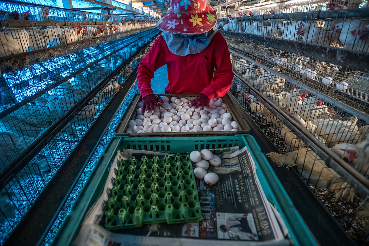 Collecting eggs from caged hens at an industrial farm. Taiwan, 2019. Jo-Anne McArthur / We Animals Media