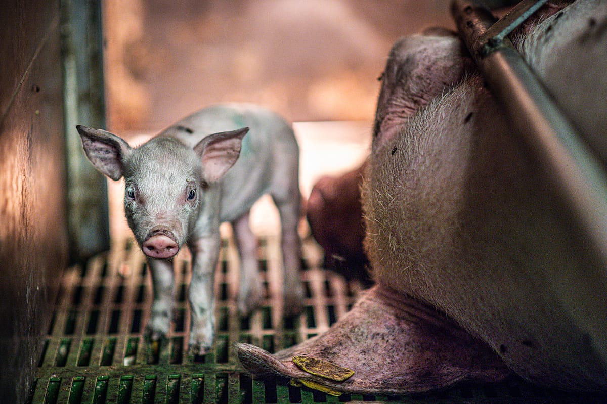 A sow and piglet in a sow stall.