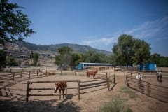 Horses evacuated from the Nk’Mip Creek wild fire find temporary refuge at Desert Park racetrack in Osoyoos, BC.