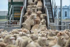Sheep being loaded onto trucks from the sale yards. Australia, 2013.