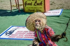 Dressed up capuchin monkey on display at a the Sweetwater Rattlesnake Roundup. Texas, USA, 2015.