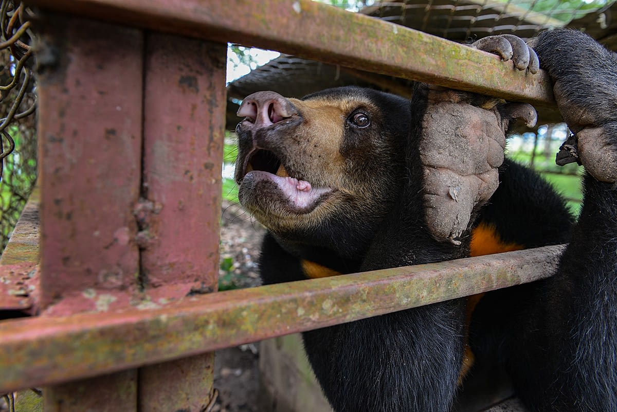 A Malayan sun bear caged and for sale at a border market on the Thai/Laos border, Chiang rai province. Thailand, 2013. Adam Oswell / We Animals Media