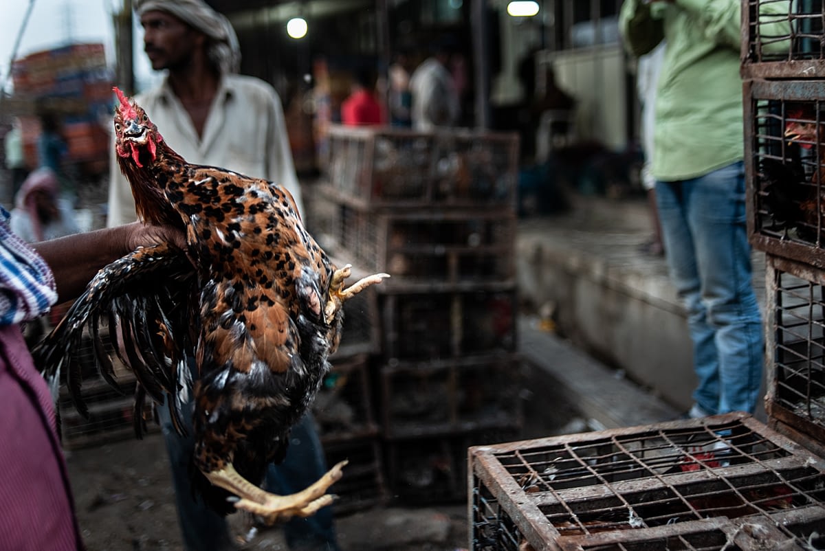 A vendor holds a chicken up after taking her from the metal transport cage. India, 2021. S. Chakarabarti / We Animals Media