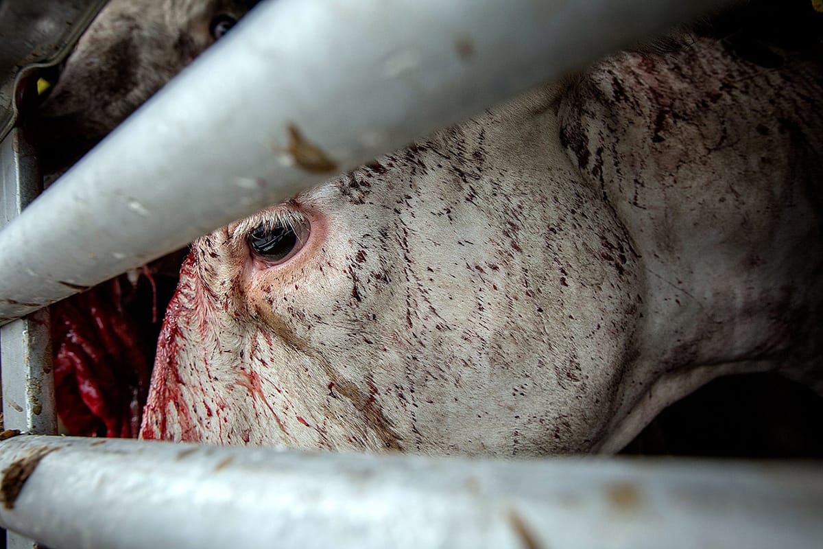 Cow in a transport truck en route to slaughter. Credit: Andrew Skowron