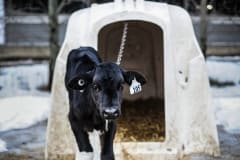 A calf chained to a veal crate. Canada, 2014.