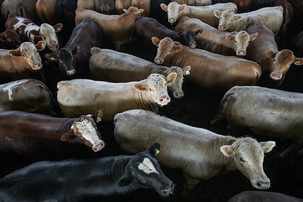 Cows and bulls living in a feedlot. Canada, 2022. Jo-Anne McArthur / We Animals Media