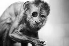 Puchi, a rescued capuchin monkey at Jungle Friends Primate Sanctuary. USA, 2014.