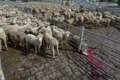 Dead sheep at the Ballarat saleyards. Australia, 2013.
