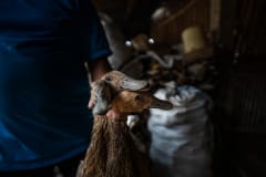 Ducks are grasped by their necks by a worker and taken from the holding pens to the kill floor of a small slaughterhouse. Indonesia, 2021. Haig / Act for Farmed Animals / We Animals Media