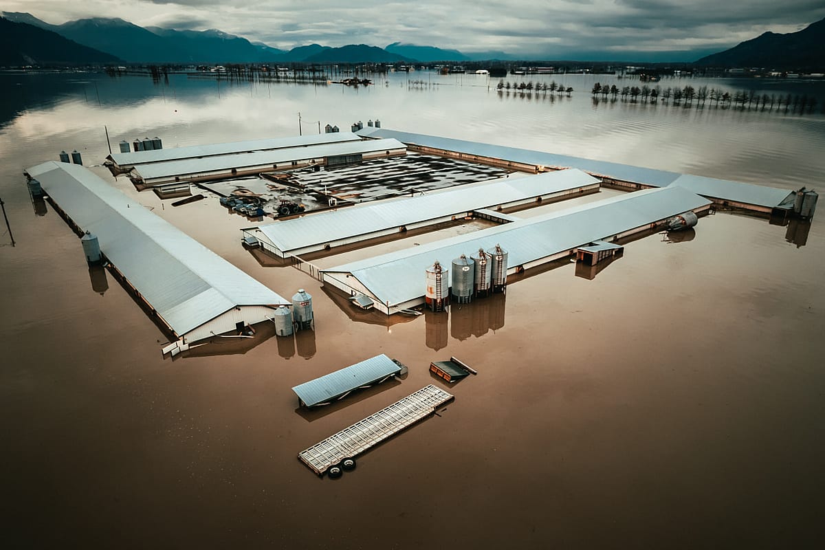 A farm sits partially submerged in water from the Abbotsford, BC floods in November of 2021. British Columbia has felt the devastating effects of climate change throughout 2021 with wildfires, a heat dome and most recently, severe flooding. Ground zero for the November floods hit one of Canada's largest animal agriculture zones in the Fraser Valley, which produces 75% of the dairy and the majority of the chicken and eggs for the province. When the floods inundated Abbotsford, hundreds of thousands of animals, mostly chickens, are believed to have perished in the disaster. Canada, 2021. Nick Schafer Media / We Animals Media.