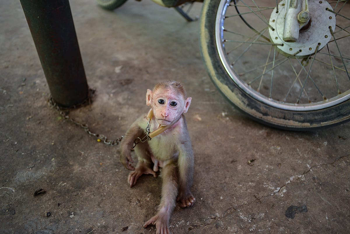 A young rhesus macaque is chained ready for consumption by customers at the Kings Roman Casino, Thong Pheung, Bokeo Province, Laos: Along the remote borders of Thailand, China, Myanmar, Laos and India, bears are traded and smuggled to meet the booming demand for bile, gall bladder and bear paws. The surge of new Special Economic Zones in Asia is the new model for money laundering and wildlife trade. Casino towns boom in non-government controlled areas in border zones controlled by huge criminal syndicates that launder billions in proceeds from gambling, narcotics and wildlife with absolute impunity. A young rhesus macaque is chained before being eaten or used for traditional Chinese medicine by customers at the Kings Roman Casino, Thong Pheung, Bokeo Province. Lao People's Democratic Republic, 2021. Adam Oswell / We Animals Media