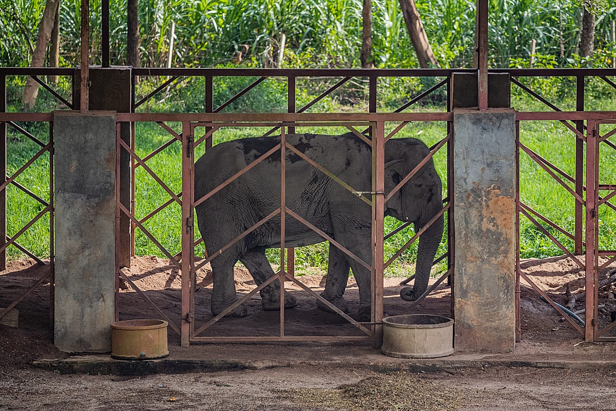 An elephant is chained in a small corral without enough food or proper care. Thousands of elephants typically forced to work in the tourism industry in Thailand are now not working due to the COVID-19 pandemic, with their owners struggling to feed and maintain them. Thailand, 2021. Adam Oswell / We Animals Media